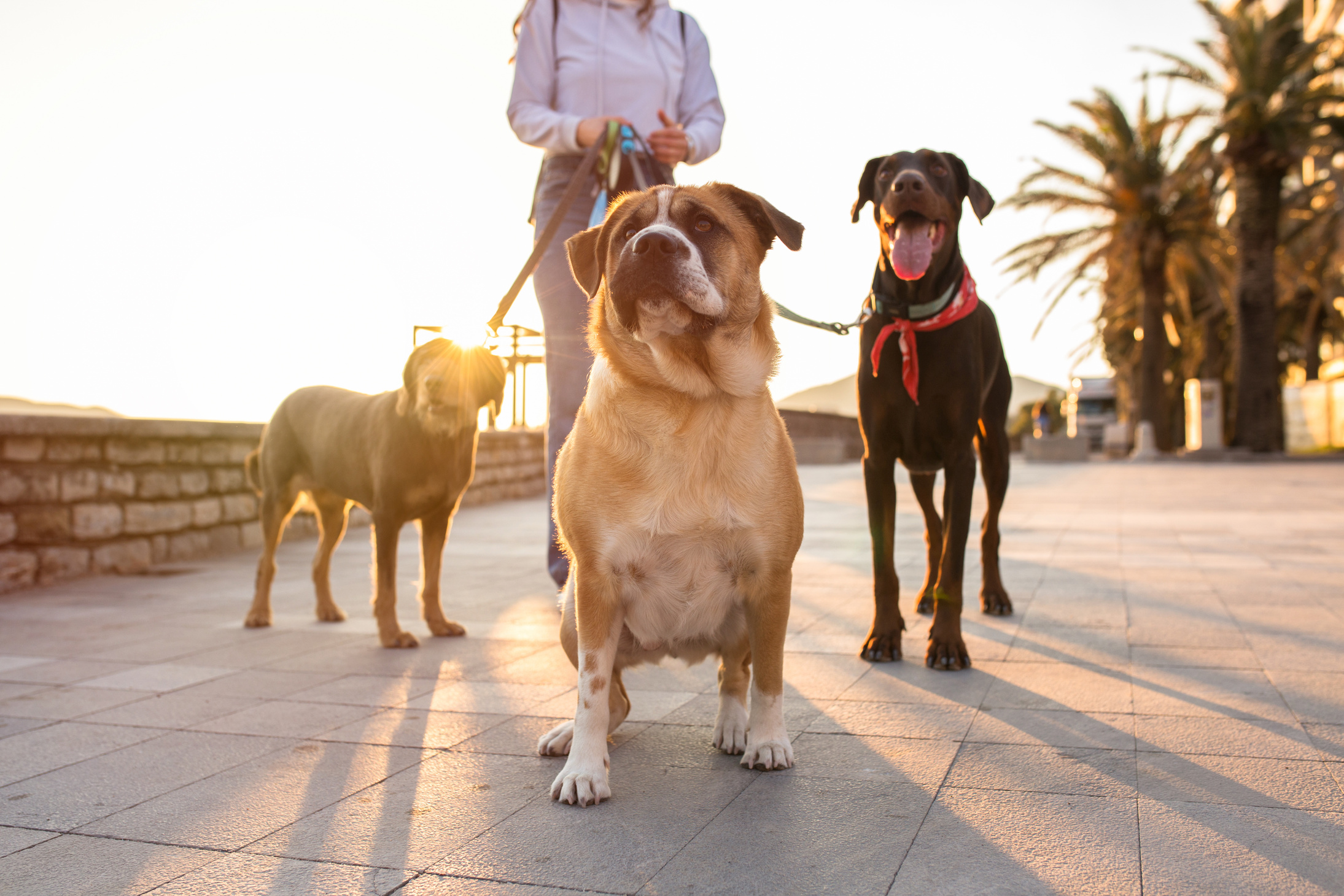 Three dogs walking with female dog walker